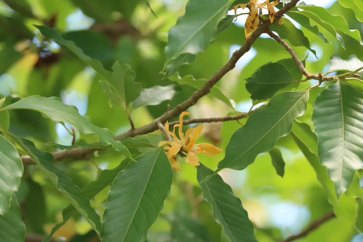 Photo: amantedarmanin, via iNaturalist · CC BY · via GBIF ylang ylang (Cananga odorata), photograph