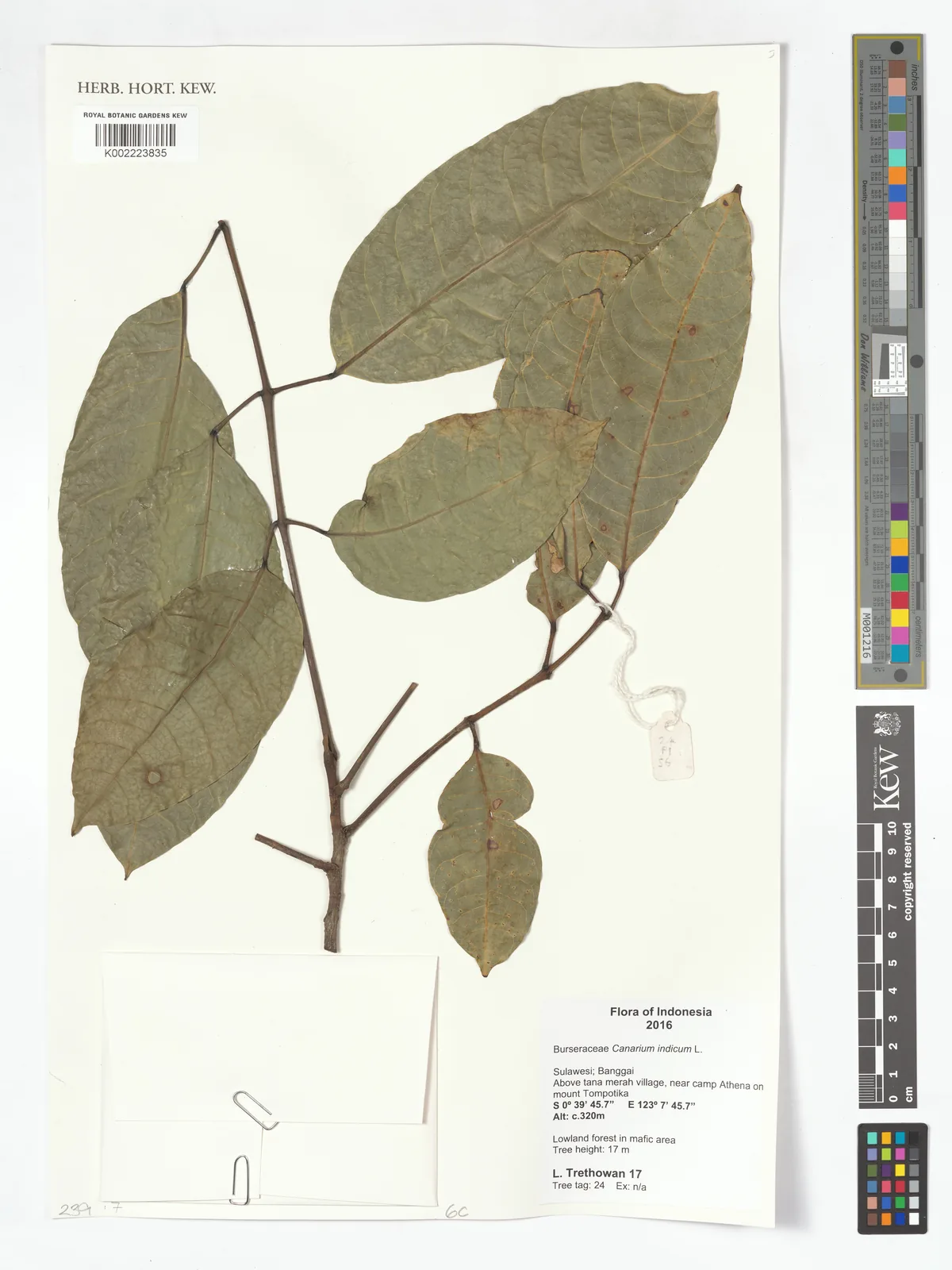 Photo: Royal Botanic Gardens, Kew · CC BY · via GBIF Ngali Nut (Canarium indicum), photograph