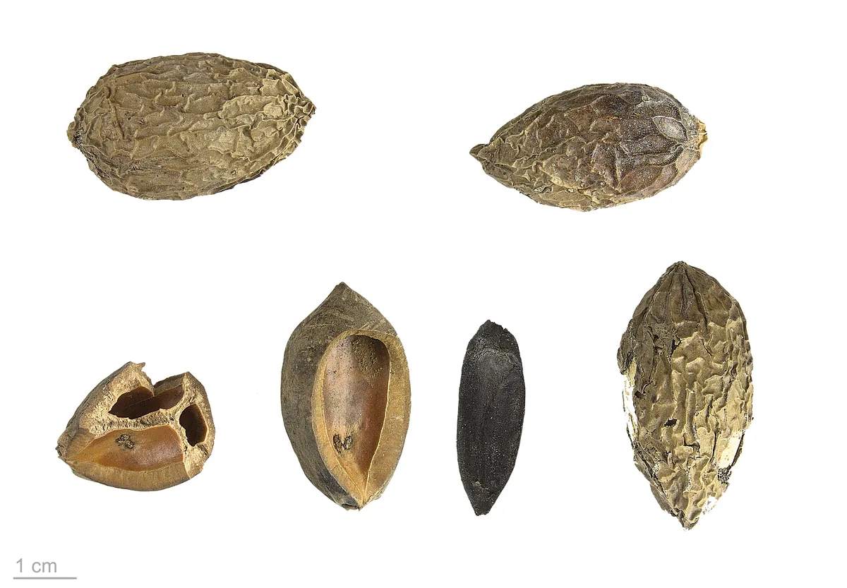 Photo: Roger Culos, via Wikimedia Commons · CC BY-SA 3.0 · via Wikimedia Commons ngali nut (Canarium indicum), photograph