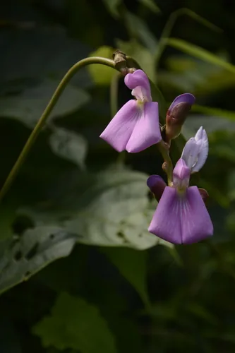 jack bean (Canavalia ensiformis), photograph