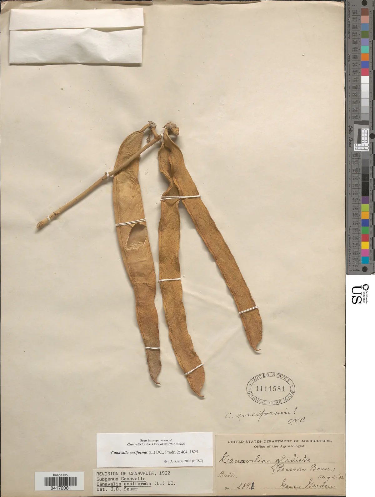 jack bean (Canavalia ensiformis), photograph