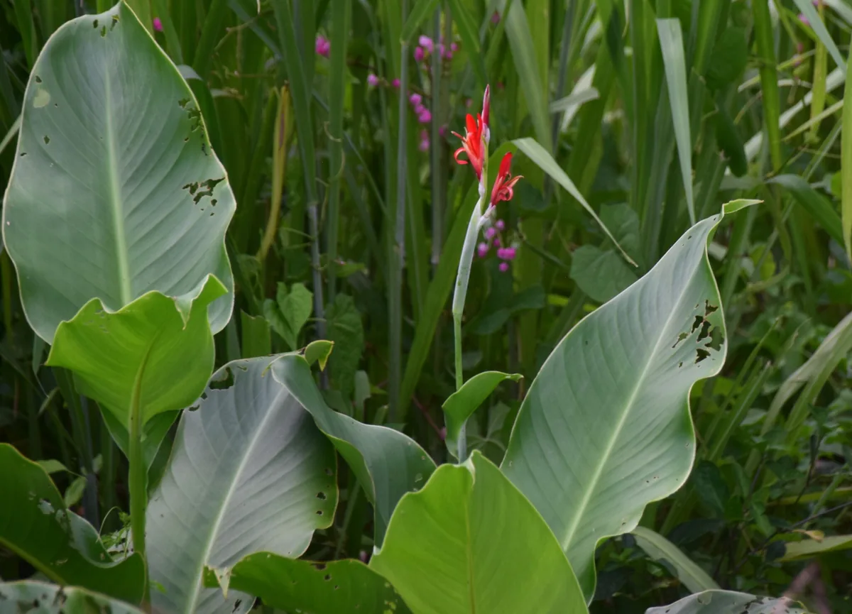 Canna Lily Indica (Canna indica), photograph
