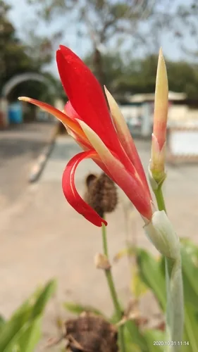 Canna Lily Indica (Canna indica), photograph