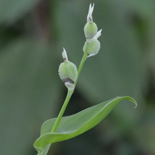 Canna Lily Indica (Canna indica), photograph