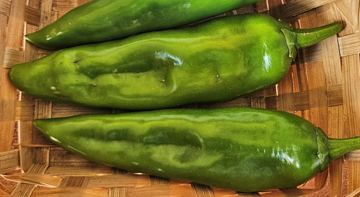 Photo: Eric Polk (User:Epolk), via Wikimedia Commons · CC BY-SA 4.0 · via Wikimedia Commons Anaheim pepper (Capsicum annuum Anaheim Group), photograph