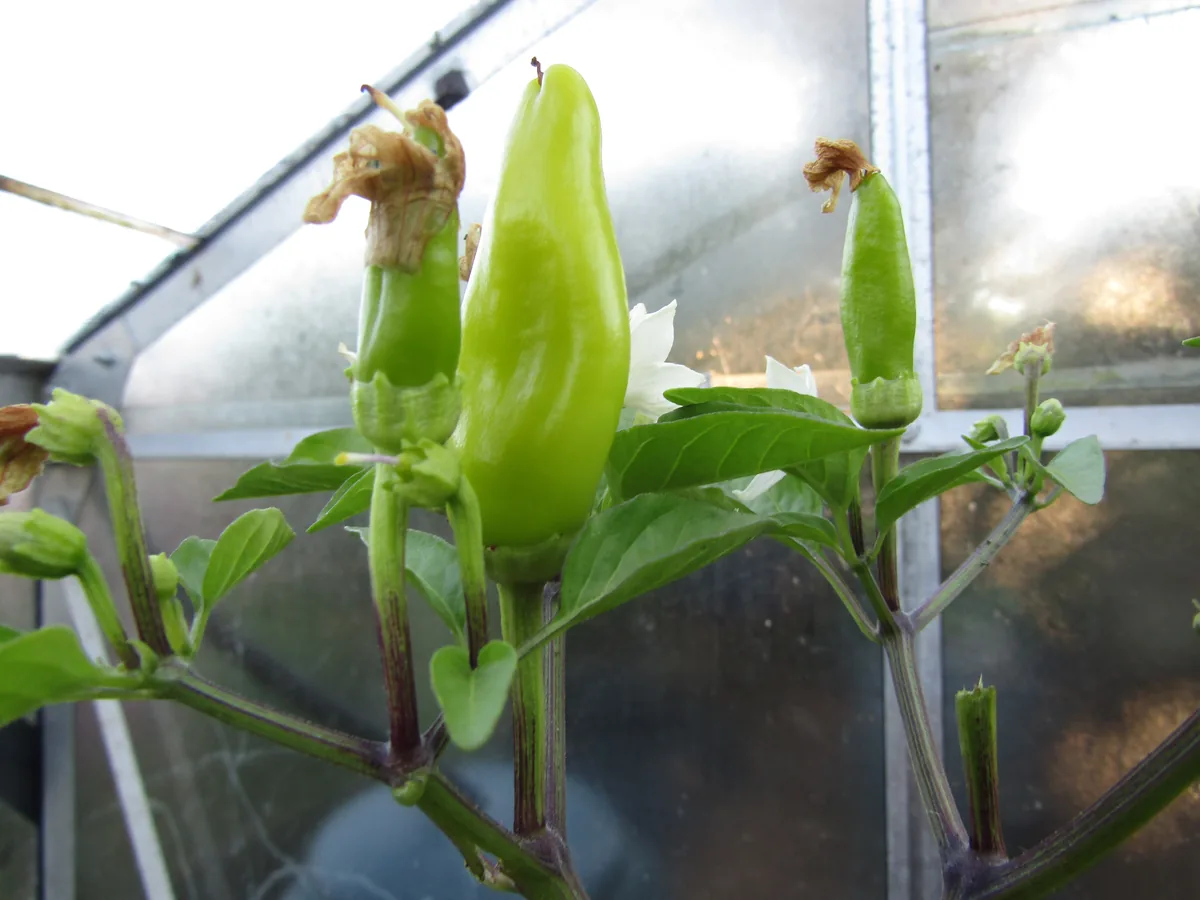 Photo: Kolforn (Wikimedia Commons) · CC BY-SA 4.0 · via Wikimedia Commons banana pepper (Capsicum annuum Banana Group), photograph