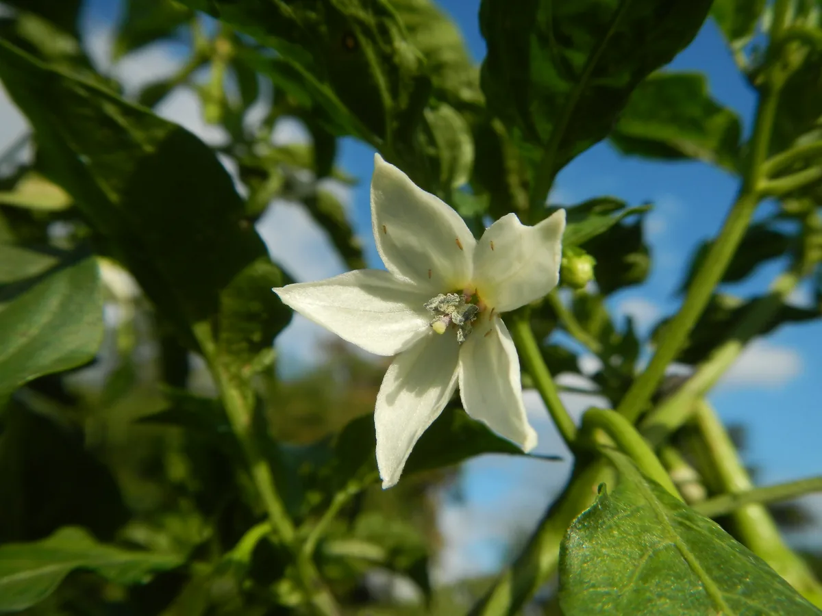 jalapeno pepper (Capsicum annuum Jalapeno Group), photograph