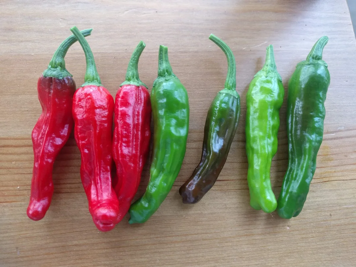 Photo: Paul2520, via Wikimedia Commons · CC BY-SA 4.0 · via Wikimedia Commons shishito pepper (Capsicum annuum 'Shishito'), photograph