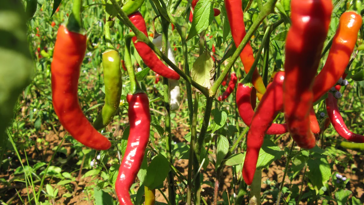 Green Chile, photograph