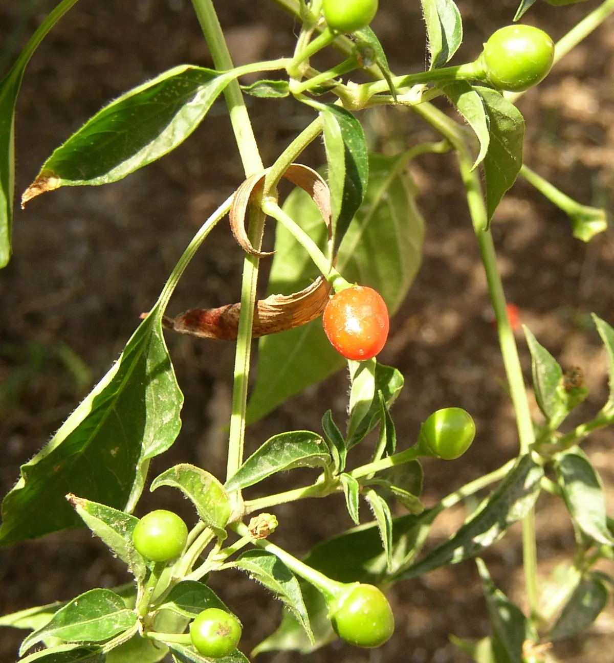 chiltepin pepper (Capsicum annuum var. glabriusculum), photograph