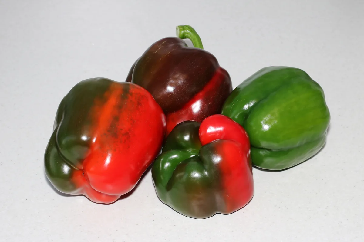 Photo: George Chernilevsky, , via Wikimedia Commons · CC BY-SA 4.0 · via Wikimedia Commons bell pepper (Capsicum annuum), photograph