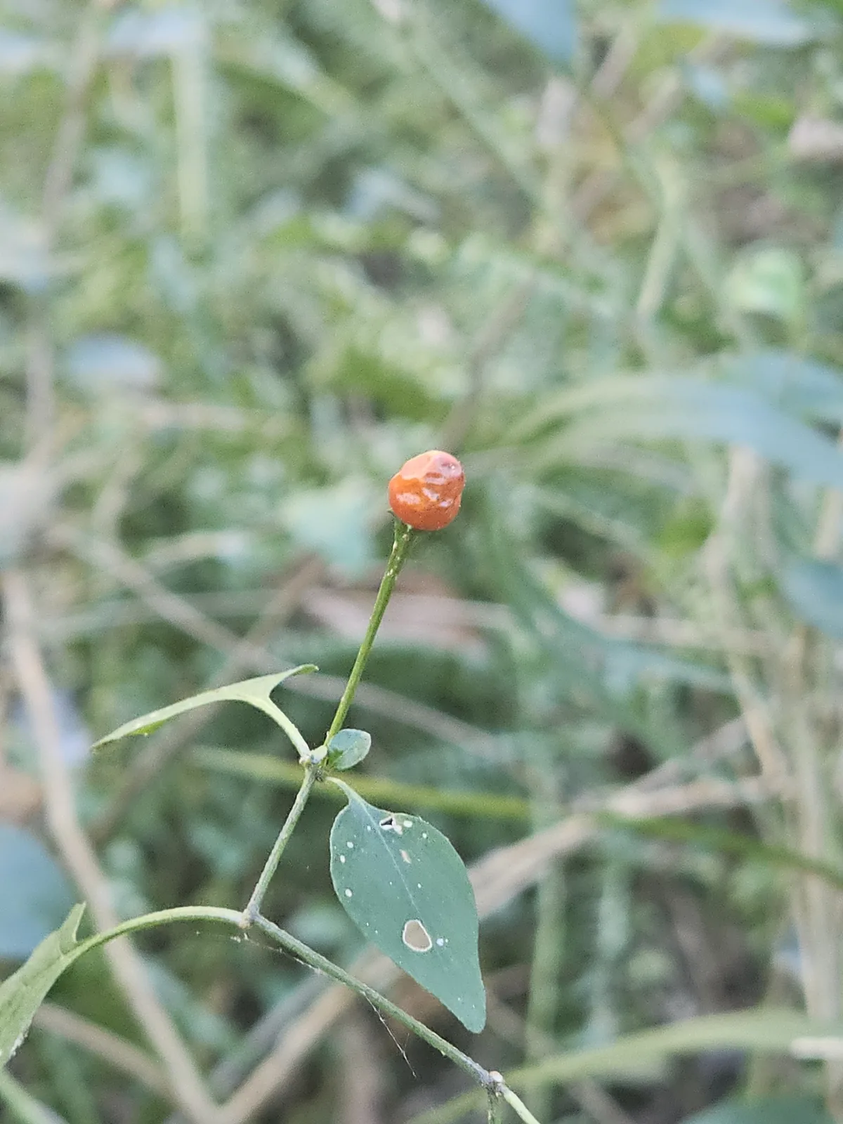 Photo: Liliana Ramírez-Freire, via iNaturalist · CC BY · via GBIF jalapeno pepper (Capsicum annuum Jalapeno Group), photograph