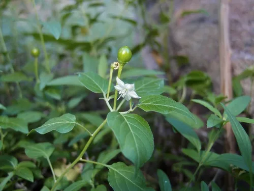hot pepper (Capsicum annuum var. annuum), photograph