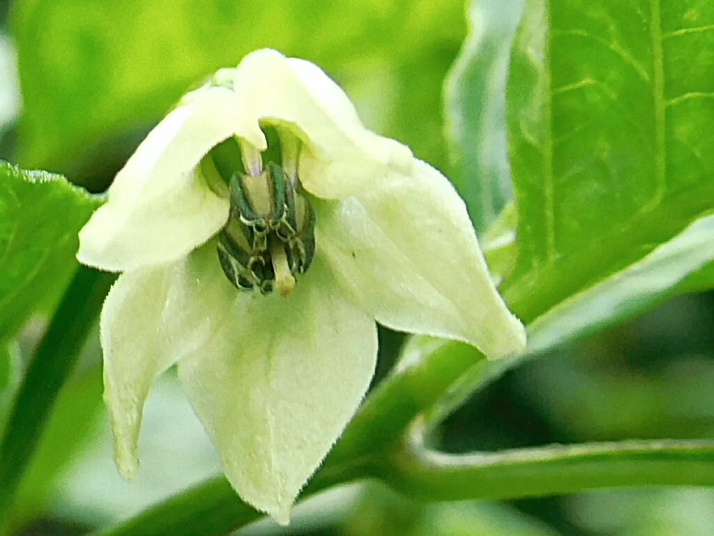 Habanero Pepper (Capsicum chinense), photograph
