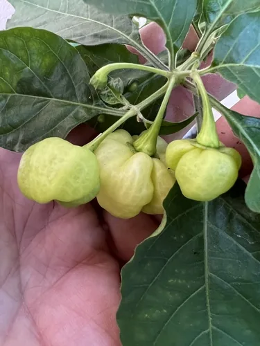 Photo: (c) Mark Richman, some rights reserved · CC BY · via iNaturalist habanero pepper (Capsicum chinense), photograph