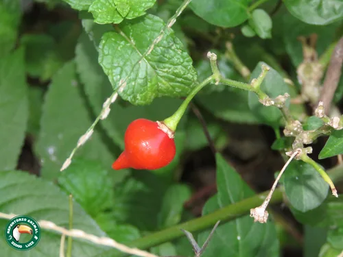 Habanero Pepper (Capsicum chinense), photograph