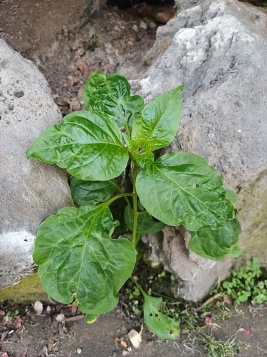 Photo: no rights reserved · cc0 · via iNaturalist Habanero Pepper (Capsicum chinense), photograph