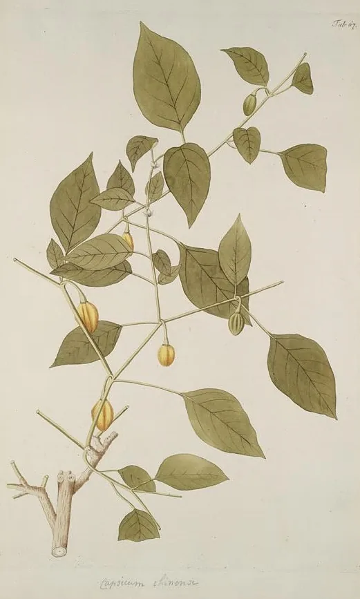 Habanero Pepper (Capsicum chinense), botanical illustration