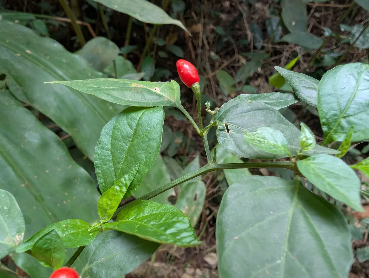 Tabasco Pepper (Capsicum frutescens), photograph