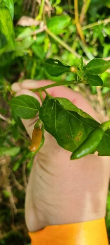 Tabasco Pepper (Capsicum frutescens), photograph