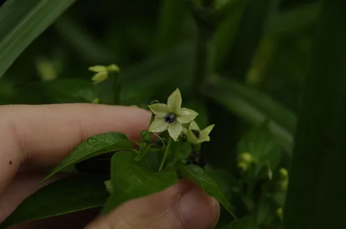 Tabasco Pepper (Capsicum frutescens), photograph