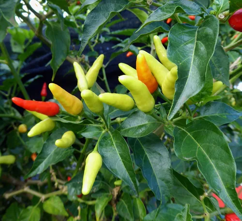 tabasco pepper (Capsicum frutescens), photograph