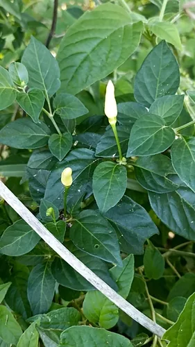 Tabasco Pepper (Capsicum frutescens), photograph