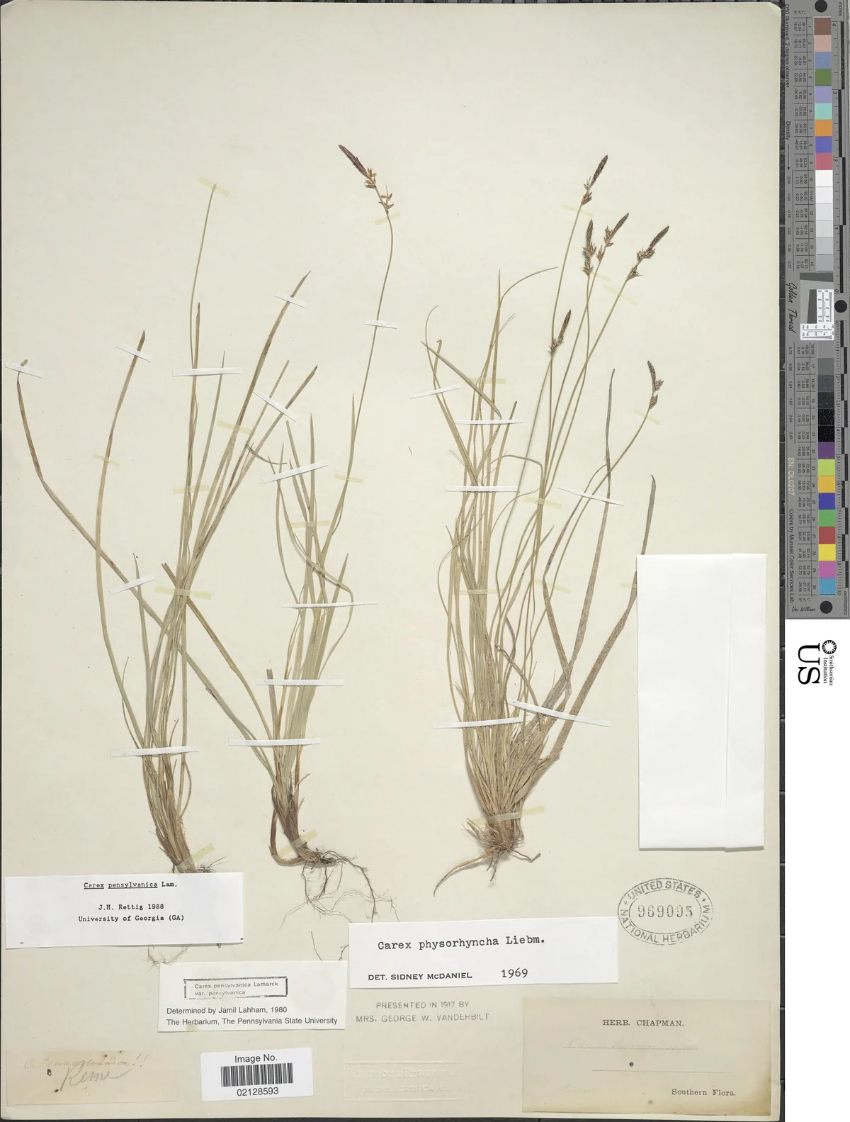 Sedge (Carex pensylvanica), photograph