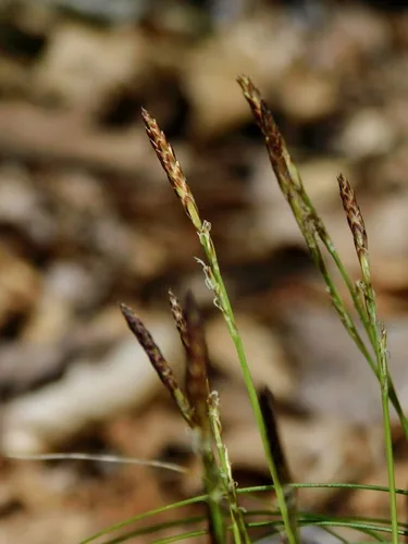 Photo: (c) Michael J. Papay, some rights reserved · CC BY · via iNaturalist sedge (Carex pensylvanica), photograph