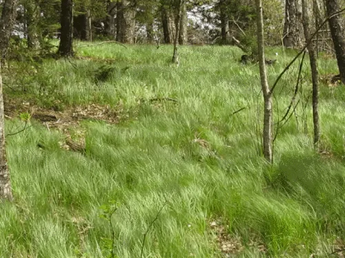 Photo: (c) Evan M. Raskin, some rights reserved (CC BY) · cc-by · via iNaturalist Sedge (Carex pensylvanica), photograph