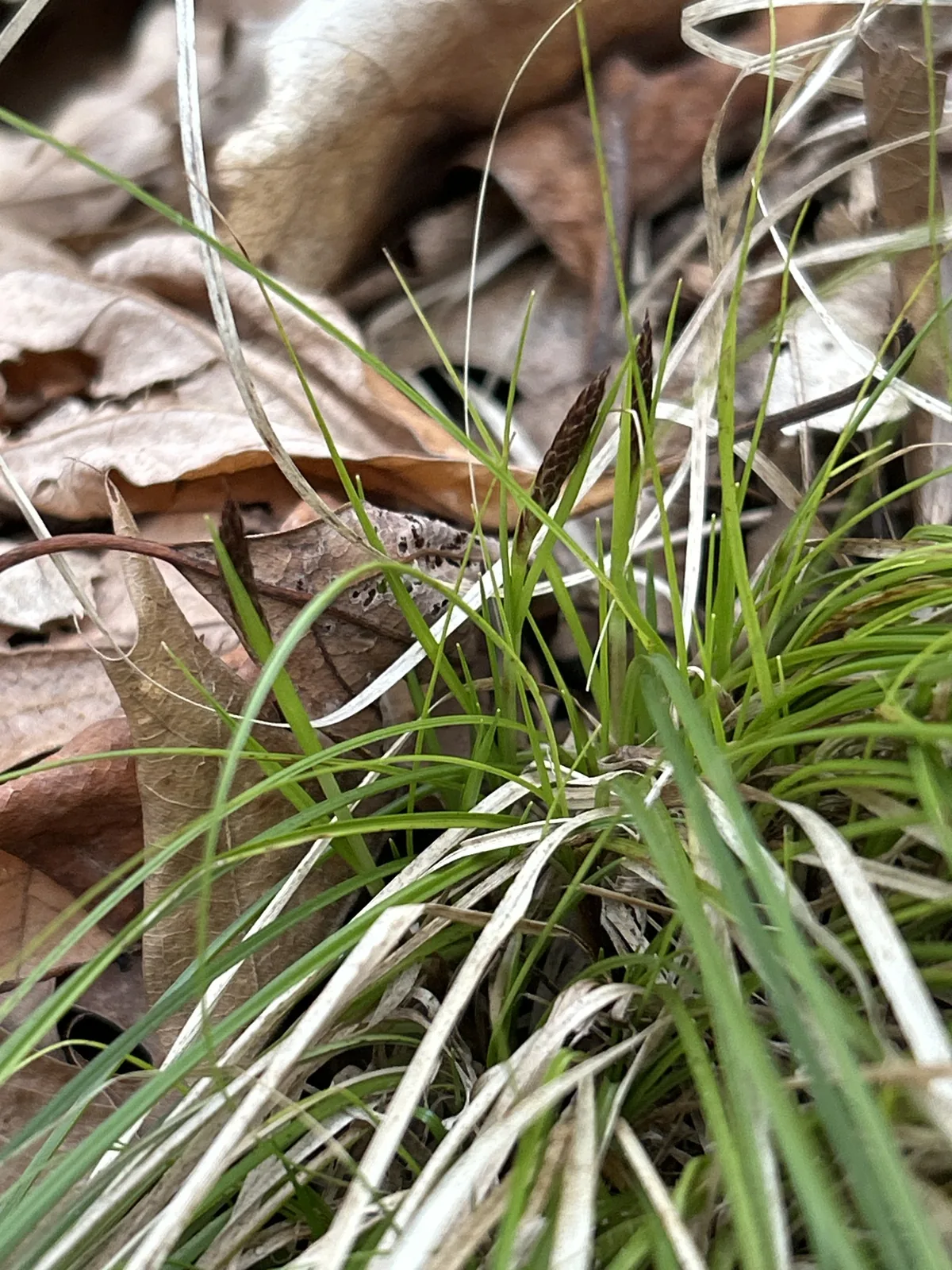Sedge (Carex pensylvanica), photograph