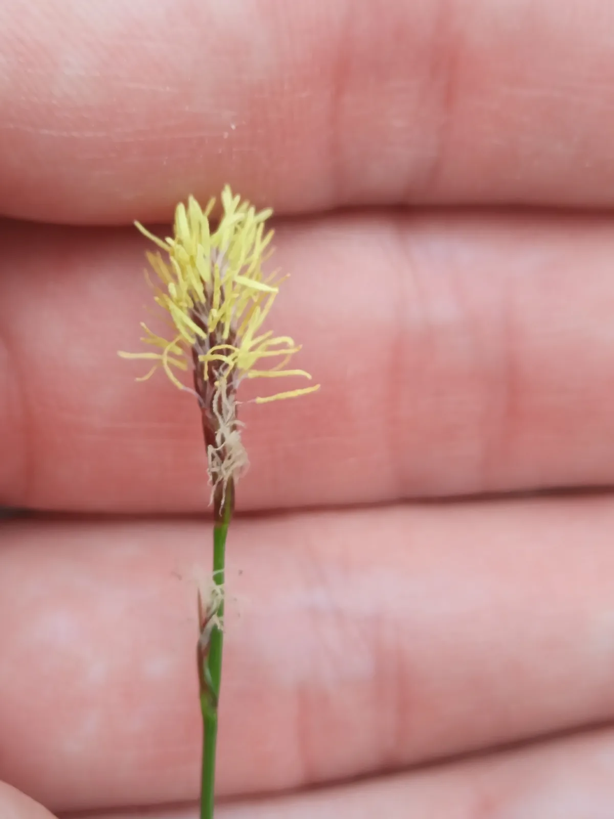 Sedge (Carex pensylvanica), photograph
