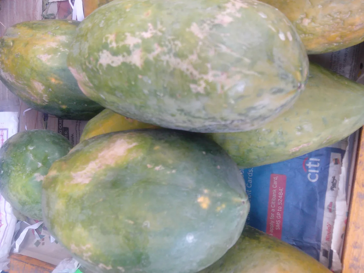 papaya (Carica papaya), photograph