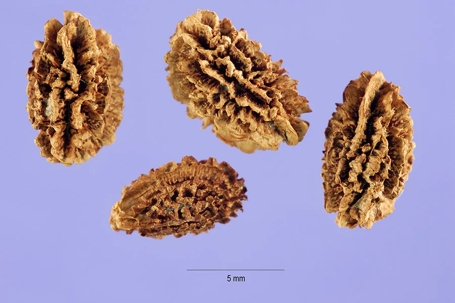 papaya (Carica papaya), photograph