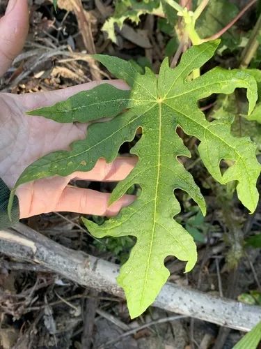 papaya (Carica papaya), photograph