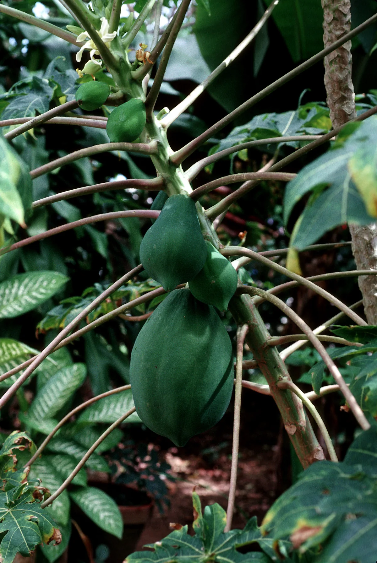 Photo: NMNH - Botany Dept. (CC0) · CC0 · via Smithsonian Papaya, photograph