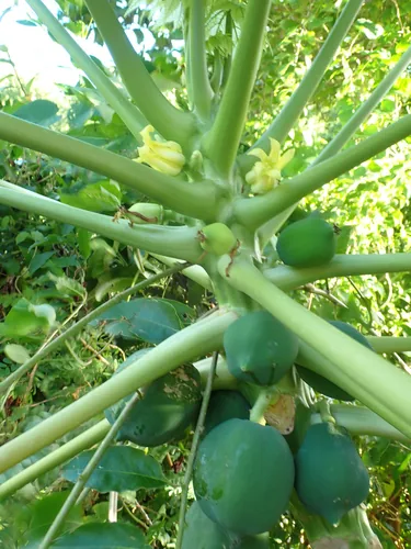 Photo: (c) Don Loarie, some rights reserved (CC BY) · cc-by · via iNaturalist papaya (Carica papaya), photograph