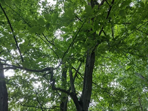 American Hornbeam (Carpinus caroliniana), photograph