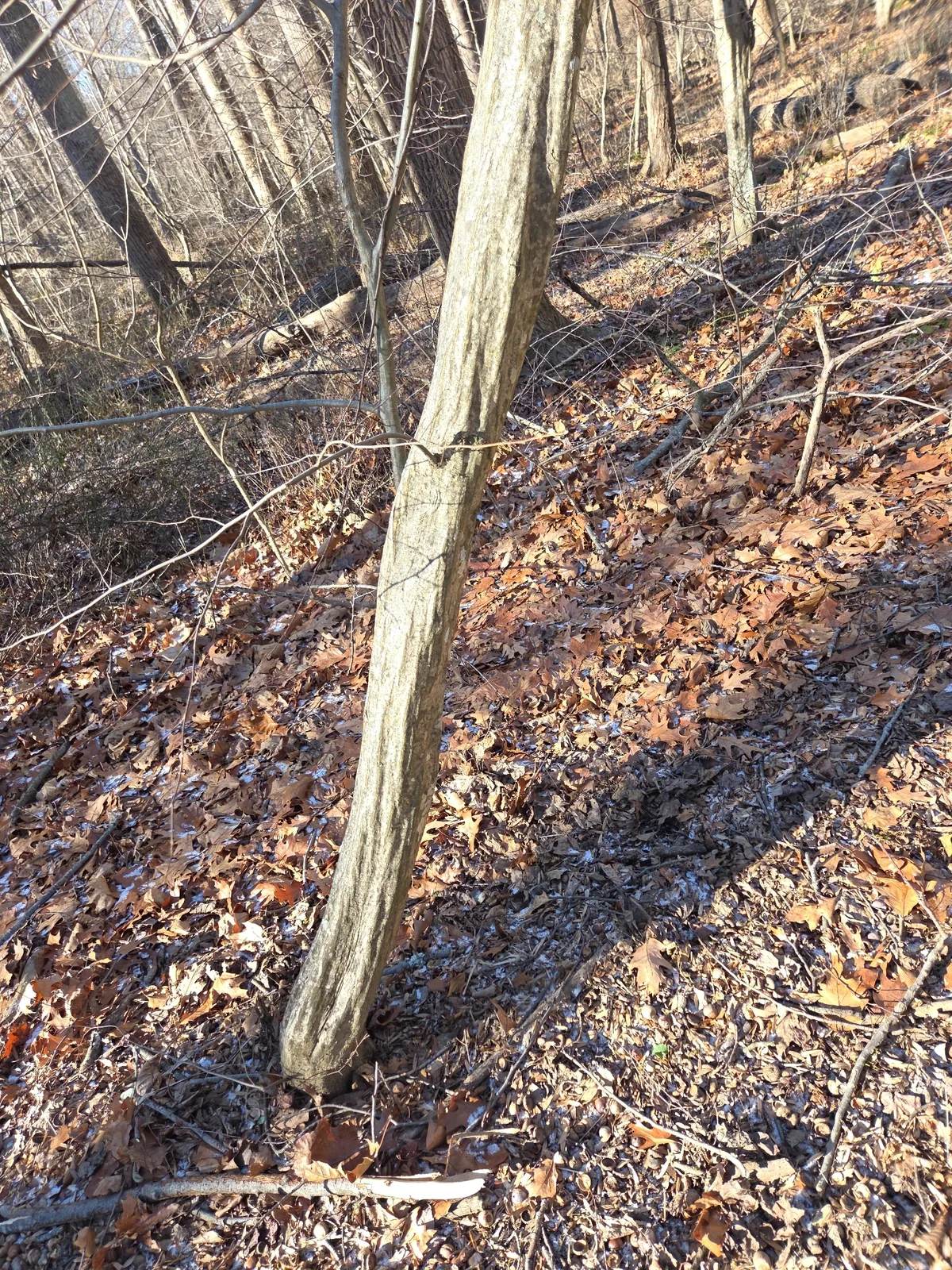 American Hornbeam (Carpinus caroliniana), photograph