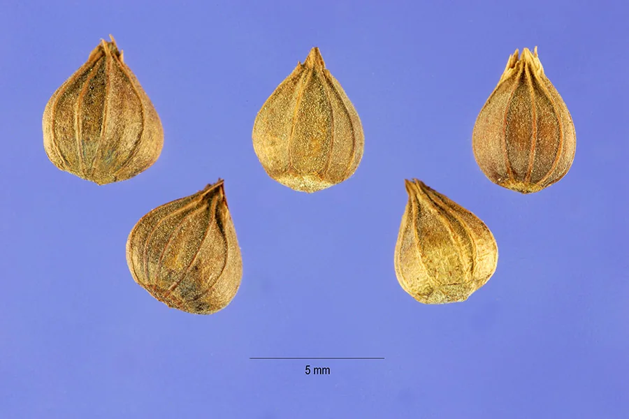 American Hornbeam (Carpinus caroliniana), photograph