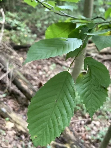 American hornbeam (Carpinus caroliniana), photograph