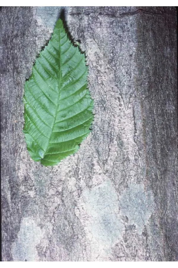 American Hornbeam (Carpinus caroliniana), photograph