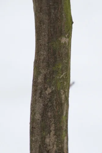American Hornbeam (Carpinus caroliniana), photograph