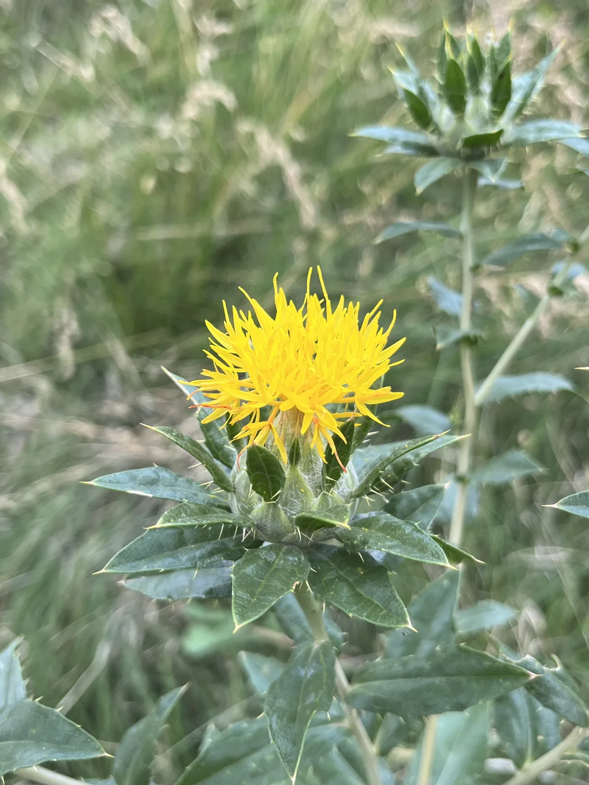 safflower (Carthamus tinctorius), photograph