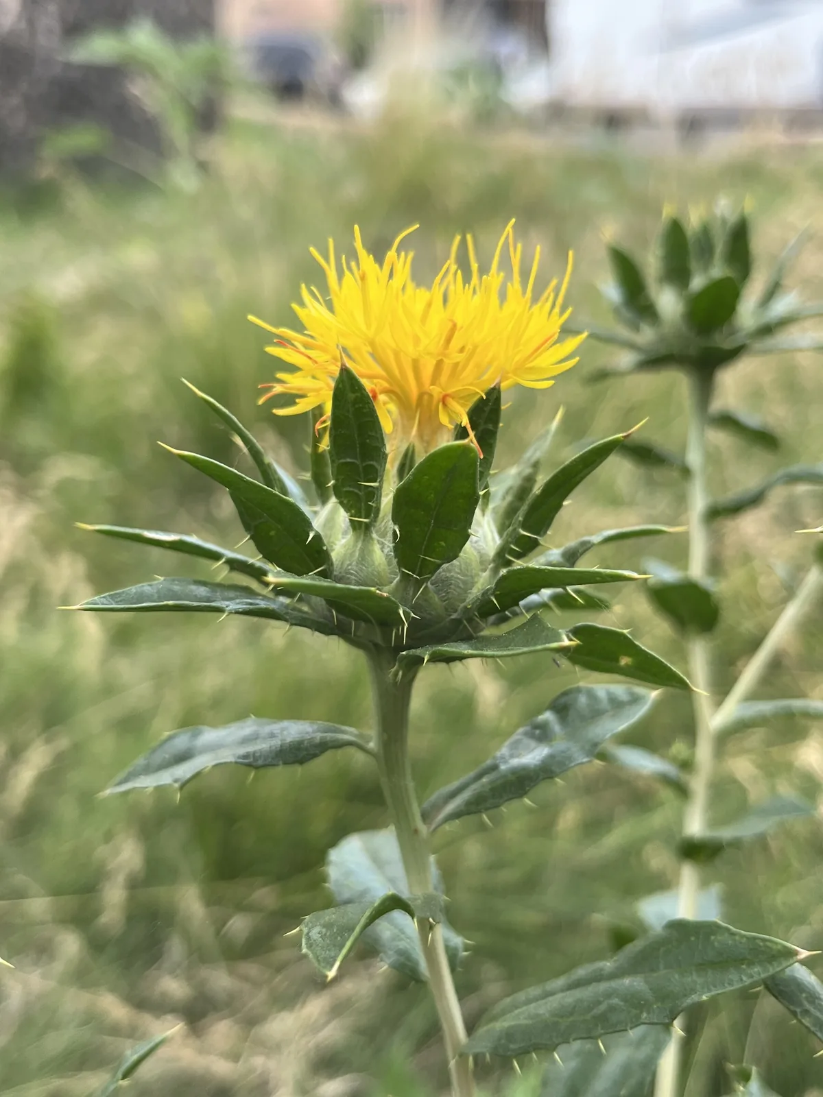 safflower (Carthamus tinctorius), photograph