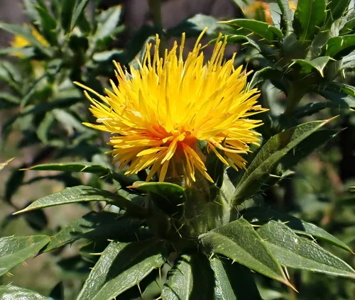 Photo: no rights reserved · CC0 · via iNaturalist safflower (Carthamus tinctorius), photograph