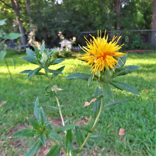 safflower (Carthamus tinctorius), photograph