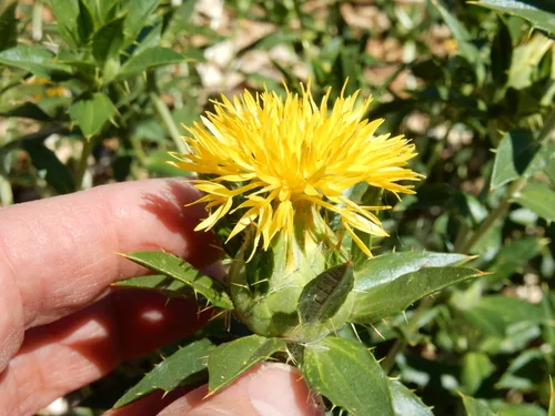 safflower (Carthamus tinctorius), photograph