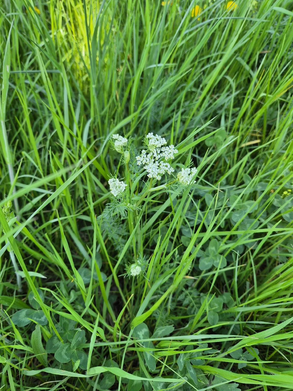 caraway (Carum carvi), photograph