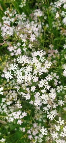 caraway (Carum carvi), photograph